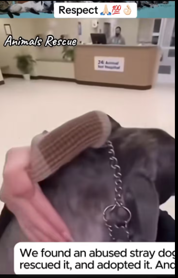 M0812045_Animals Rescue #rescuedog #dogrescue #foryoupage #foryou #dogs (1)_part2