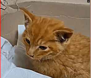 M0112006_kitten was trapped cold, but these people arrived saved_part2