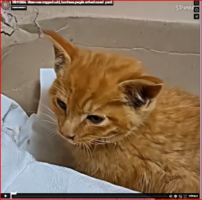 M0112006_kitten was trapped cold, but these people arrived saved_part2