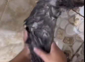 M0812048_faint struggling sound came #animal #cat_part2