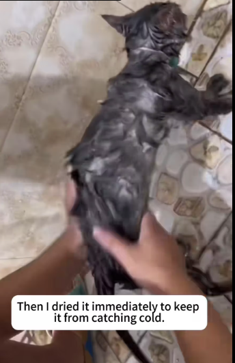 M0812048_faint struggling sound came #animal #cat_part2