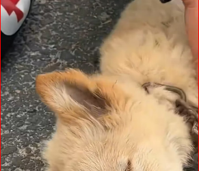 M1212001_saw dog tied in middle of road.I ran over to save it,and_part2