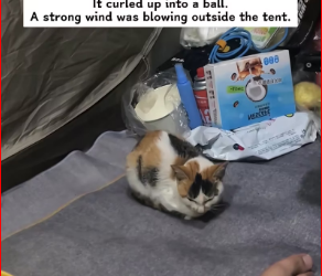 M1212002_stray cat suddenly came into tent while we were camping outdoor…_part2