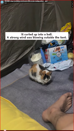 M1212002_stray cat suddenly came into tent while we were camping outdoor…_part2