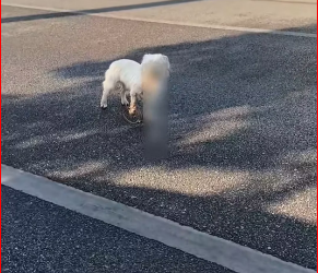 M1212005_Found a dog�� #dog #rescue James Kirk_part2