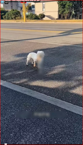 M1212005_Found a dog�� #dog #rescue James Kirk_part2