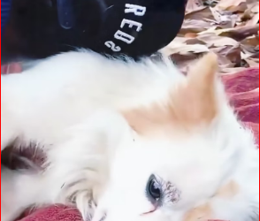 M1212006_On my way home from work, suddenly a woman stopped my car and showed me an unconscious dog and its puppies on the side