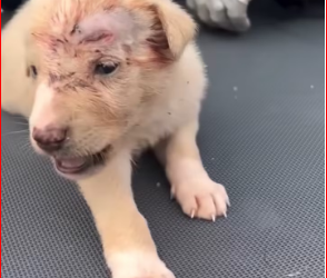 M1212007_They beat his mom; she passed away. He was left all alone and is traumatized. Such cruelty — he’s so little. _part2