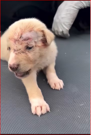 M1212007_They beat his mom; she passed away. He was left all alone and is traumatized. Such cruelty — he’s so little. _part2