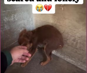 M1212008_PupWeekly on Reels_part2