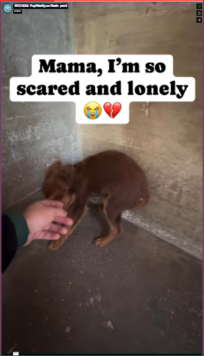 M1212008_PupWeekly on Reels_part2