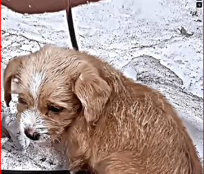 M0112007_humanity…#emotional #humanity #edit #rescuedog_part2