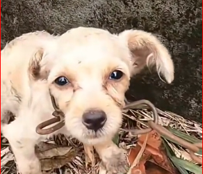 M1212009_While I was exercising around my neighborhood, I heard a noise in the abandoned house next door. I went in to check an_