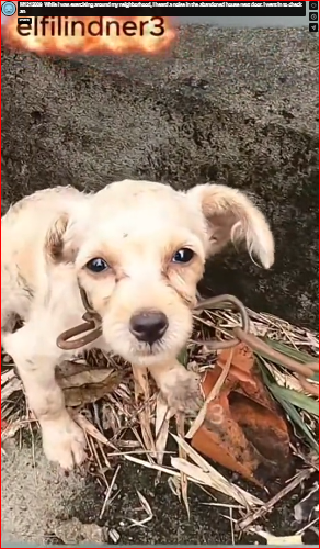 M1212009_While I was exercising around my neighborhood, I heard a noise in the abandoned house next door. I went in to check an_