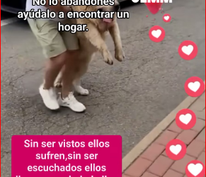 M1212010_#perros #loveanimals #pageviralシ゚ #videoviralシviralシ2025 #viralvideoreels #frasesinspiradoras #consejos #frasesmotivad_