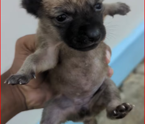 M1212011_Helping puppy grow #puppy #babyanimal #PuppyLove_part2