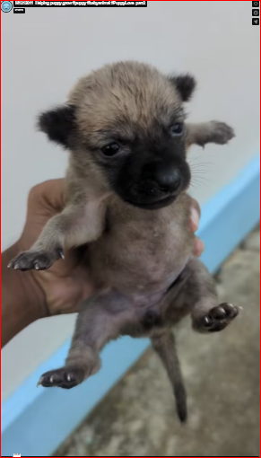 M1212011_Helping puppy grow #puppy #babyanimal #PuppyLove_part2