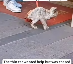 M1212012_thin cat wanted help but was chased away by supermarket owner…_part2