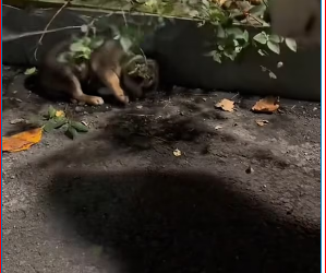 M1212013_It turns out it’s been a year since we picked up little Biga.StrayPuppyHowlingHeaven #NativeDog #ErlangShenGrowthDiary #DogVideo_part2