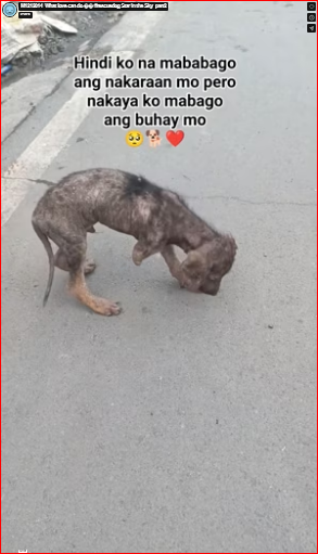 M1212014_What love can do �� #rescuedog Star in the Sky_part2