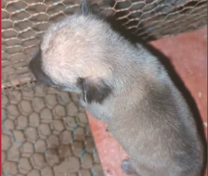 M1212015_Has been crying and calling since 5 a.m., hungry for milk._part2