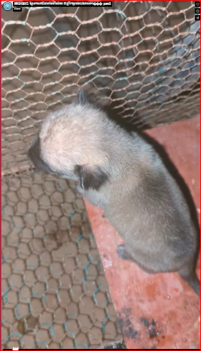 M1212015_Has been crying and calling since 5 a.m., hungry for milk._part2