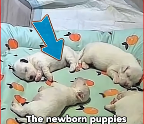 M1212016_Protective dog dad hurts pup will he be forgiven #animals #love…_part2