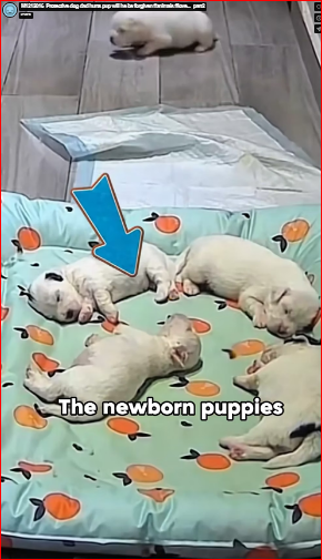 M1212016_Protective dog dad hurts pup will he be forgiven #animals #love…_part2