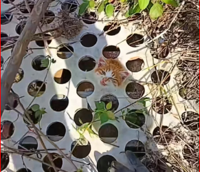 M1212017_Poor cat #kitten #rescueanimals #lovestory #loveanimals #rescuecat_part2