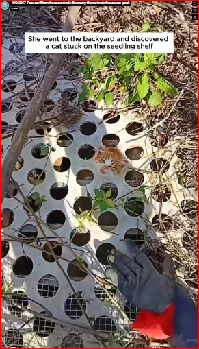 M1212017_Poor cat #kitten #rescueanimals #lovestory #loveanimals #rescuecat_part2