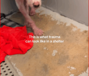 M0112008_Update Safe @#ThisisHouston sweet girl isn availabl…_part2