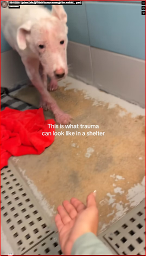 M0112008_Update Safe @#ThisisHouston sweet girl isn availabl…_part2