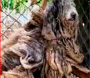 M1212021_5 years in a steel cage, a forgotten dog. The light of life returned once someone reached out to help._part2