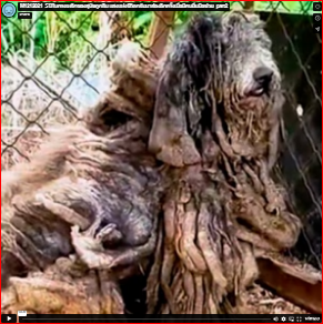 M1212021_5 years in a steel cage, a forgotten dog. The light of life returned once someone reached out to help._part2