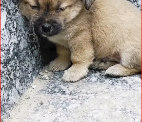 M1212022_I came home from work and found this poor puppy wandering in front of my house. I went to check on him and he was very