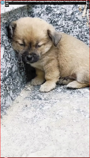 M1212022_I came home from work and found this poor puppy wandering in front of my house. I went to check on him and he was very