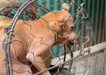 M0912027_This morning, while walking in the street near my house, I came across this vehicle carrying dogs for sale as meat. Initially, there was only one dog in the cage._part2