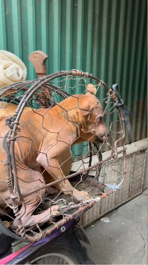 M0912027_This morning, while walking in the street near my house, I came across this vehicle carrying dogs for sale as meat. Initially, there was only one dog in the cage._part2