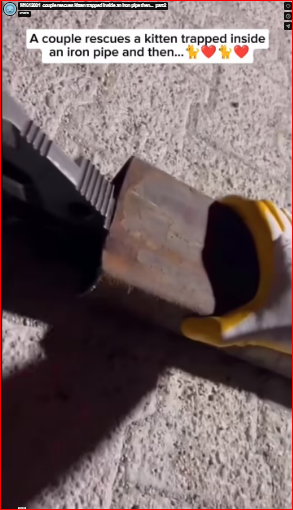 M1612001_couple rescues kitten trapped inside an iron pipe then…_part2