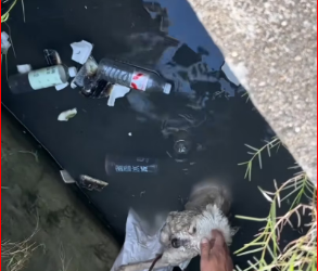 M1612003_Rescue poor dog #dog #trending #xuhuong #fyp #pet_part2