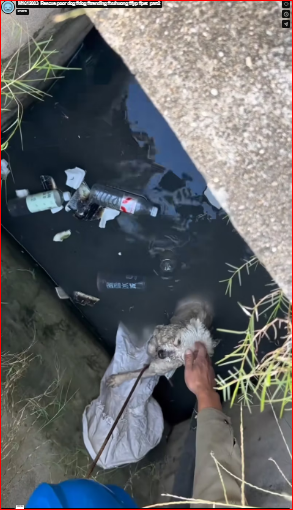 M1612003_Rescue poor dog #dog #trending #xuhuong #fyp #pet_part2