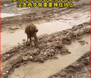 M1612004_#dog #trending #xuhuong #fyp #pet_part2