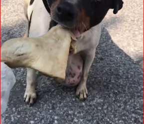 M1612005_Poor dog #dog #trending #xuhuong #fyp #pet_part2