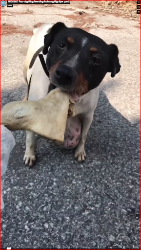 M1612005_Poor dog #dog #trending #xuhuong #fyp #pet_part2