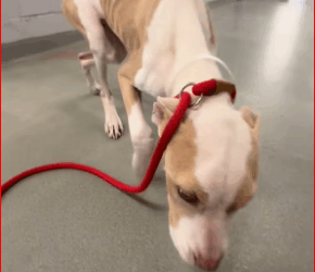 M0112009_Meet my foster, Opal Opal is one of skinniest dogs ve com…_part2