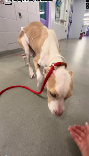 M0112009_Meet my foster, Opal Opal is one of skinniest dogs ve com…_part2