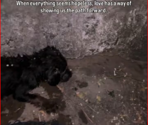 M1612007_Do you all remember the black puppy who fell in the deep ditch We honestly didn’t know if she would survive. But she h_