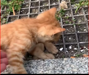 M1612008_The Luck of the Orange Cat_Part 2