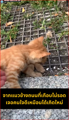 M1612008_The Luck of the Orange Cat_Part 2