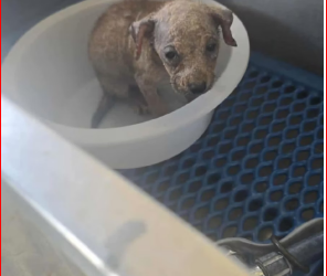 M1612009_For the next 12 days, we’ll be sharing some of the most heartwarming transformations made possible by YOUR compassion._